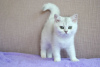Zusätzliche Fotos: Britische Kätzchen werden angeboten