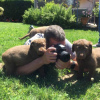 Foto №1. chesapeake bay retriever - zum Verkauf in der Stadt Berlin | Frei | Ankündigung № 126917