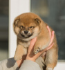 Foto №3. Shiba Inu-Welpen. Weißrussland