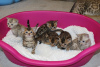 Zusätzliche Fotos: 3 Bengal-Kätzchen zum Verkauf in ganz Deutschland