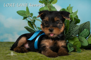 Foto №1. yorkshire terrier - zum Verkauf in der Stadt St. Petersburg | 337€ | Ankündigung № 2476