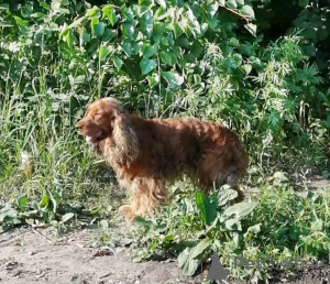 Foto №2 zu Ankündigung № 7214 zu verkaufen english cocker spaniel - einkaufen Russische Föderation 