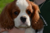 Foto №4. Ich werde verkaufen cavalier king charles spaniel in der Stadt Chocianów. züchter - preis - 2885€