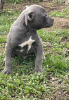 Foto №2 zu Ankündigung № 18283 zu verkaufen american pit bull terrier - einkaufen Russische Föderation vom kindergarten