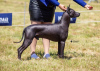 Zusätzliche Fotos: Xoloitzcuintle (Mexikanischer Nackthund) Welpen