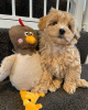 Foto №3.  Gesunde Teacup-Maltipoo-Welpen zur Adoption bereit. Deutschland