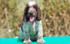 Foto №2 zu Ankündigung № 101236 zu verkaufen english cocker spaniel - einkaufen Deutschland quotient 	ankündigung, züchter