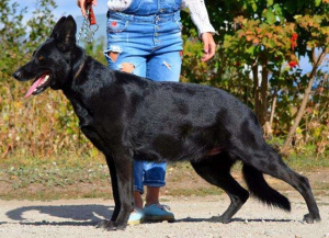 Zusätzliche Fotos: Deutscher Schäferhund, weiblich, Geburtsdatum 19.11, KSU-Metrik, Tierarztpass