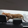 Foto №3. Bengal Katze lädt zur Paarung ein in Weißrussland. Ankündigung № 8972
