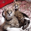 Foto №3. Kvalitets afrika servalkatt til salgs og savannekatt for adopsjon. Norwegen