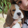 Foto №4. Ich werde verkaufen beagle in der Stadt Штутгарт. quotient 	ankündigung - preis - 360€