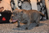 Foto №2 zu Ankündigung № 36931 zu verkaufen american bully - einkaufen Russische Föderation 