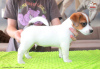 Foto №2 zu Ankündigung № 107631 zu verkaufen jack russell terrier - einkaufen Polen züchter