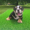 Foto №2 zu Ankündigung № 48043 zu verkaufen französische bulldogge - einkaufen Schweden züchter