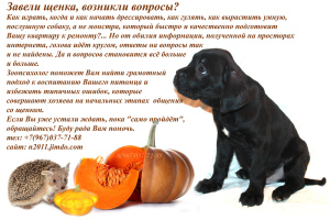 Foto №2. Service des Hundeführer in Russische Föderation. Price - 6€. Ankündigung № 3851