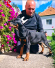 Zusätzliche Fotos: Dobermann WUNDERSCHÖNE Welpen