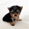 Foto №2 zu Ankündigung № 97601 zu verkaufen yorkshire terrier - einkaufen Deutschland 