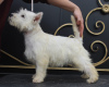 Zusätzliche Fotos: West Highland White Terrier Welpe von Interchampion