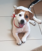 Foto №1. jack russell terrier - zum Verkauf in der Stadt Krasnojarsk | 448€ | Ankündigung № 9327