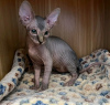 Foto №3. Sphynx-Kätzchen bereit zur Adoption. Frankreich