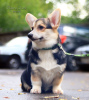 Foto №2 zu Ankündigung № 24726 zu verkaufen welsh corgi - einkaufen Russische Föderation vom kindergarten