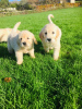 Foto №2 zu Ankündigung № 119098 zu verkaufen golden retriever - einkaufen Belgien züchter