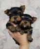 Foto №1. yorkshire terrier - zum Verkauf in der Stadt Parkano | 320€ | Ankündigung № 120626