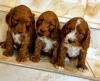 Foto №2 zu Ankündigung № 75799 zu verkaufen english cocker spaniel - einkaufen Litauen quotient 	ankündigung, züchter