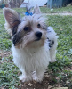 Foto №1. yorkshire terrier - zum Verkauf in der Stadt Ioannina | verhandelt | Ankündigung № 68256