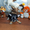 Foto №3. Chihuahua Welpe. Russische Föderation