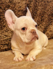 Foto №3. Französische Bulldogge. USA