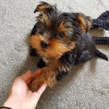 Zusätzliche Fotos: Wunderschöne Yorkshire-Terrier-Welpen zu verkaufen