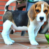 Foto №1. beagle - zum Verkauf in der Stadt Франкфурт-на-Майне | 426€ | Ankündigung № 127381