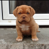 Foto №1. dogue de bordeaux - zum Verkauf in der Stadt Riga | 400€ | Ankündigung № 83376