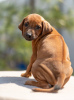 Foto №2 zu Ankündigung № 53361 zu verkaufen rhodesian ridgeback - einkaufen Russische Föderation vom kindergarten