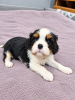 Zusätzliche Fotos: Ideale Cavalier King Charles Spaniel Welpen.
