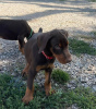 Foto №3. Nuostabūs Dobermano šuniukai. Litauen