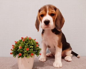 Foto №2 zu Ankündigung № 4142 zu verkaufen beagle - einkaufen Russische Föderation züchter