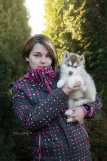 Zusätzliche Fotos: Elite Chocolate Siberian Husky Puppies von Herstellern mit dem Titel