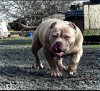 Foto №3. AMERICAN BULLY WELPEN. Deutschland