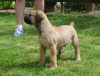 Foto №3. Boerboel (Südafrikanischer Mastiff) Welpen. Belgien