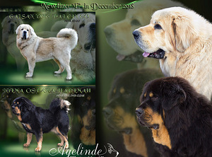 Foto №3. Am 19. Dezember wurden in Kennel Agelinde 8 wunderschöne Tibetan Mastiff-Welpen. Estland