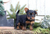 Foto №4. Ich werde verkaufen yorkshire terrier in der Stadt Oberhausen.  - preis - 610€