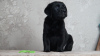 Foto №1. labrador retriever - zum Verkauf in der Stadt Wolgograd | 616€ | Ankündigung № 106970