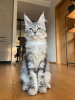 Foto №2 zu Ankündigung № 56795 zu verkaufen maine-coon-katze - einkaufen Lettland quotient 	ankündigung