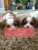 Foto №1. cavalier king charles spaniel - zum Verkauf in der Stadt Barnaul | 331€ | Ankündigung № 107019