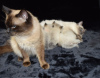 Foto №3. Zu Hause ausgebildete Ragdoll-Kätzchen zum Verkauf, jetzt bei Loving Homes. Deutschland