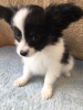 Foto №3. Papillon-Welpen mit Stammbaum zur Adoption. Niederlande