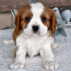 Foto №1. cavalier king charles spaniel - zum Verkauf in der Stadt Даллас | 284€ | Ankündigung № 45808