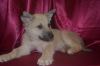 Foto №1. mischlingshund - zum Verkauf in der Stadt Краснокамск | Frei | Ankündigung № 9264